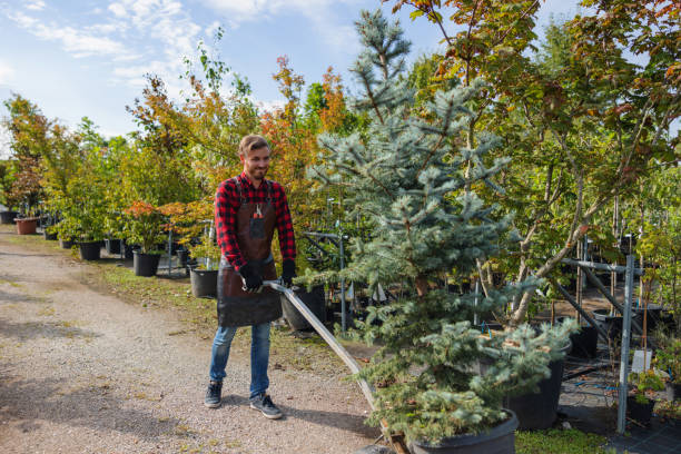 The Steps Involved in Our Tree Care Process in Rutherford, PA